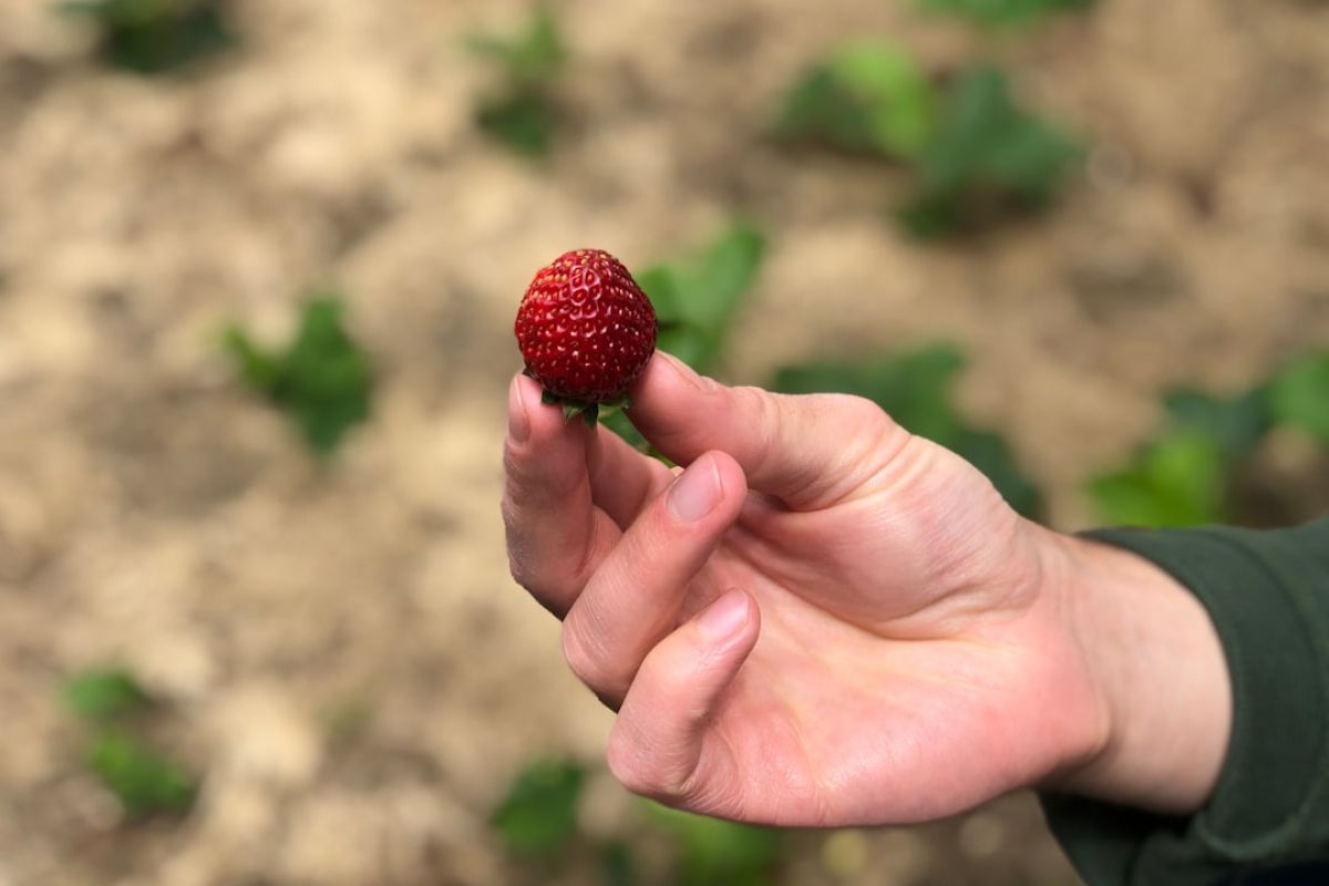 Agriculture bio : secrets d'une réussite durable