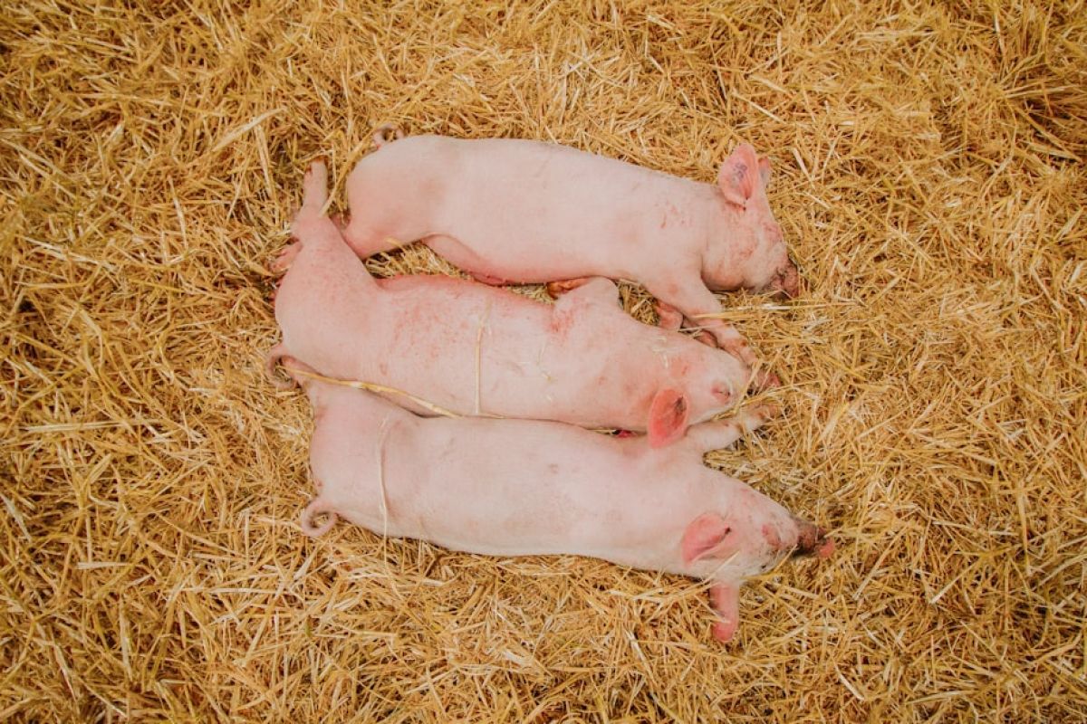 Découvrez les secrets du salon de l'agriculture