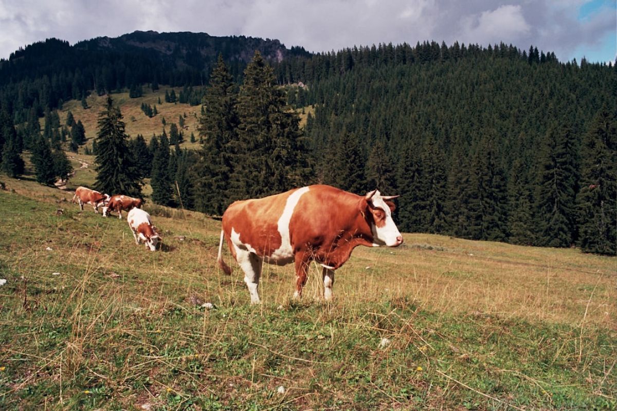 Découvrez les secrets d'une ferme pédagogique !