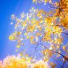 Ginkgo biloba bio : le secret d'une vitalité naturelle