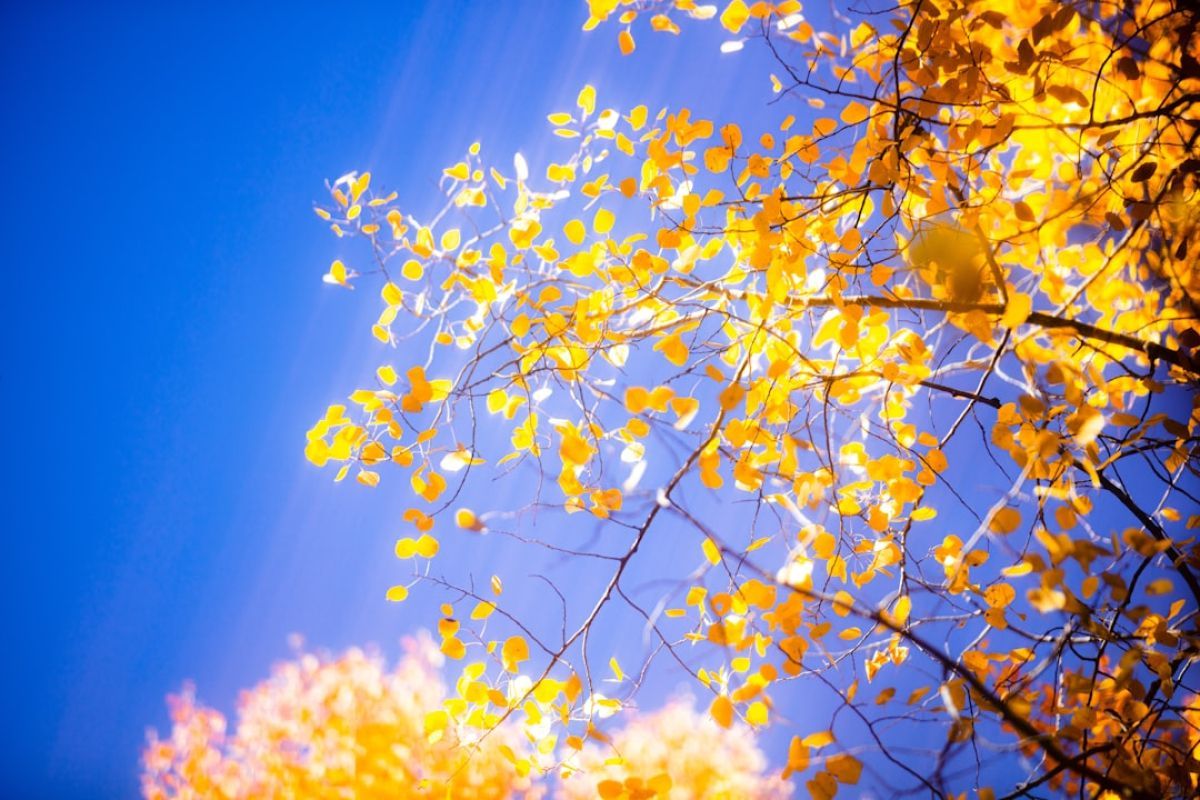 Ginkgo biloba bio : le secret d'une vitalité naturelle