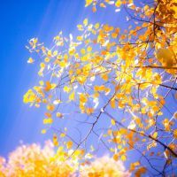 Ginkgo biloba bio : le secret d'une vitalité naturelle
