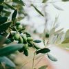 Les meilleurs producteurs d'huile d'olive près de chez vous