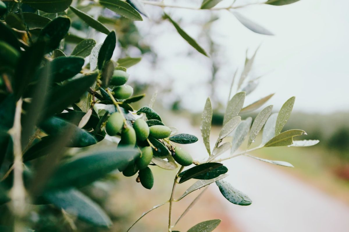 Les meilleurs producteurs d'huile d'olive près de chez vous