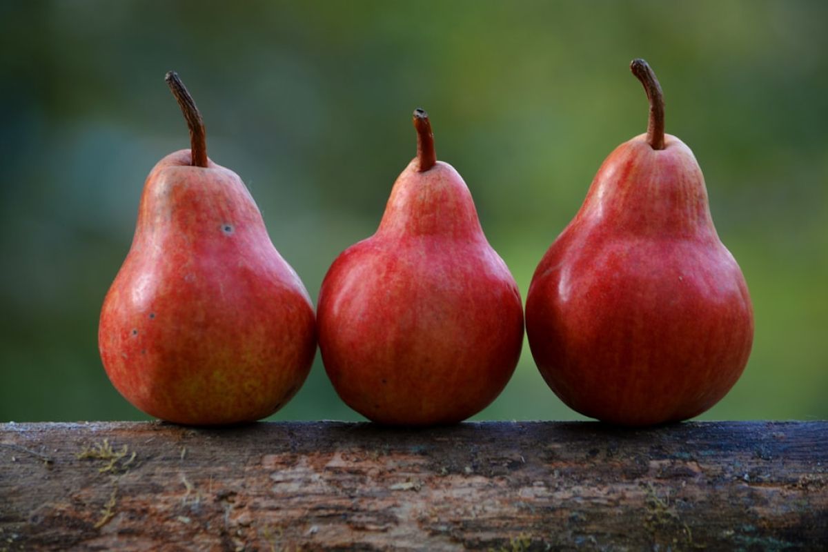 Secrets pour chouchouter vos arbres fruitiers